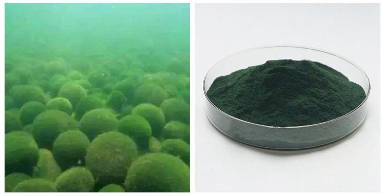 product-1-1 Chlorella Extract