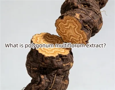 Apa itu ekstrak poligonum multiflorum?