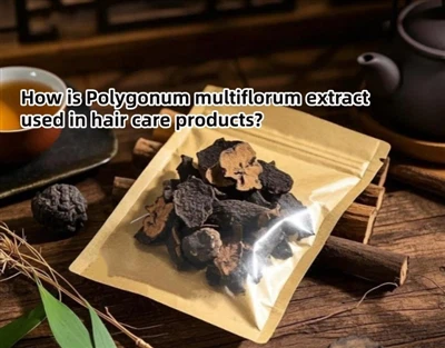 Bagaimana ekstrak Polygonum multiflorum digunakan dalam produk perawatan rambut?