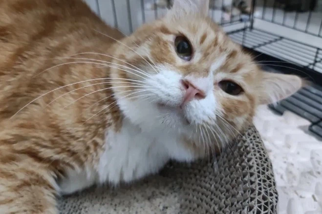 Psyllium Husk Powder For Cats Psyllium Husk Powder For Cats