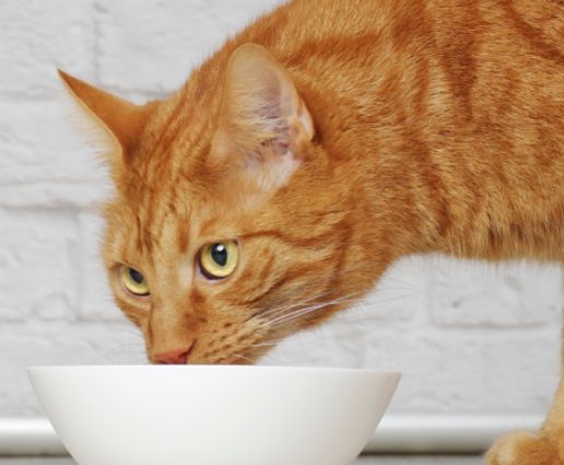 Psyllium Husk Powder For Cats Psyllium Husk Powder For Cats